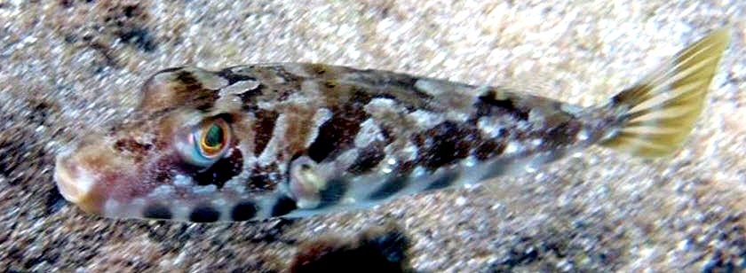 Sphoeroides marmoratus_09.jpg